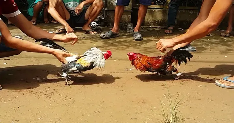 Đánh Giá Đá Gà 188LOTO: Tính Năng, Trải Nghiệm & Tiềm Năng 1 Đánh Giá Đá Gà 188LOTO: Tính Năng, Trải Nghiệm & Tiềm Năng